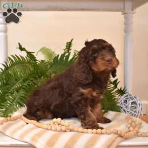 Midnight, Cavapoo Puppy